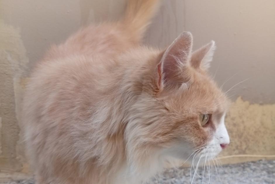 Fundmeldung Katze Unbekannt Saint-Agrève Frankreich