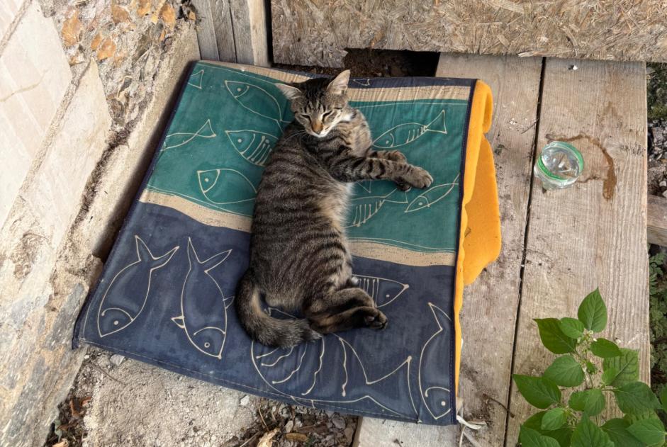 Fundmeldung Katze Männliche Troyes Frankreich Fundmeldung Katze Männliche Troyes Frankreich