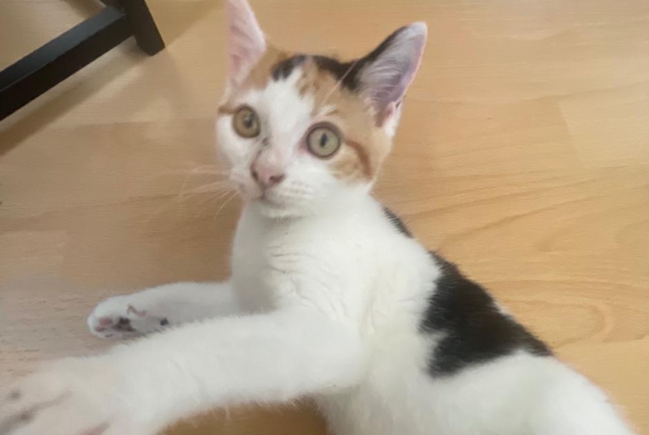 Fundmeldung Katze Weiblich Laval Frankreich Fundmeldung Katze Weiblich Laval Frankreich