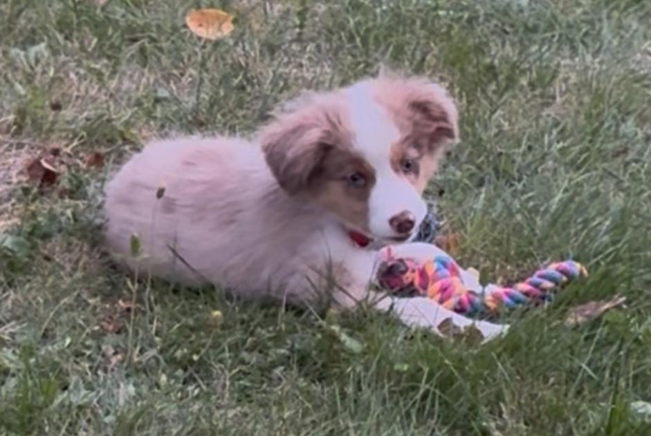 Disappearance alert Dog  Female , 1 years Belfort France