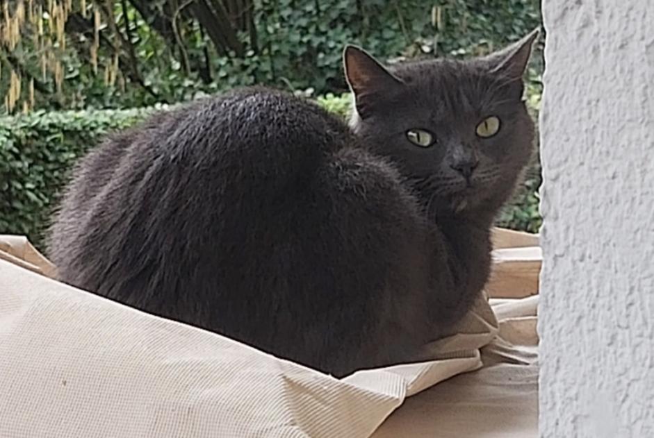 Alerta de Desaparición Gato cruce Hembra , 2 años Nogent-sur-Marne Francia