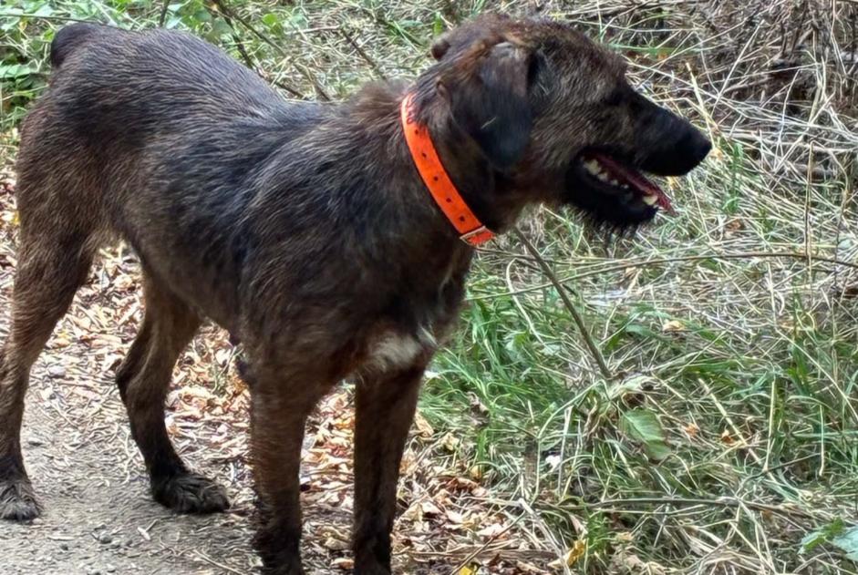 Alerta de Hallazgo Perro cruce Hembra Distroff Francia