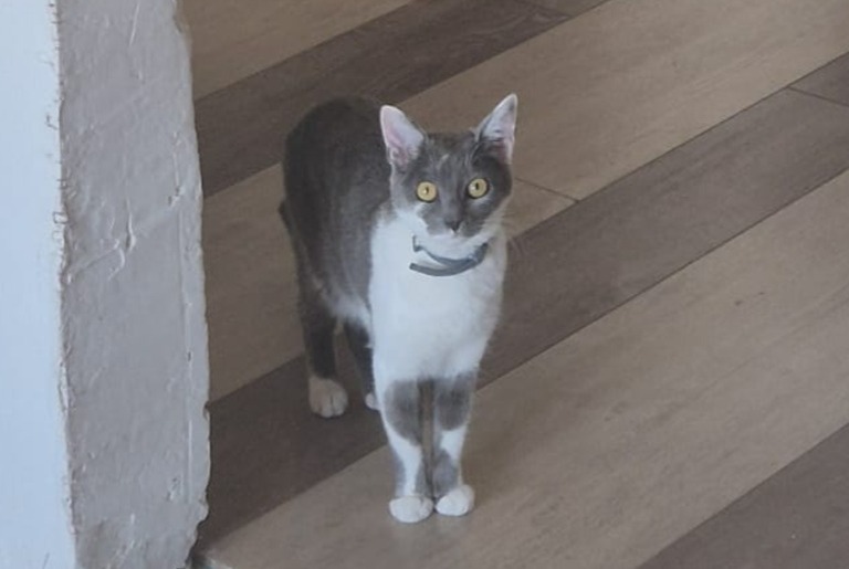 Alerte Disparition Chat Femelle , 1 ans Falck France