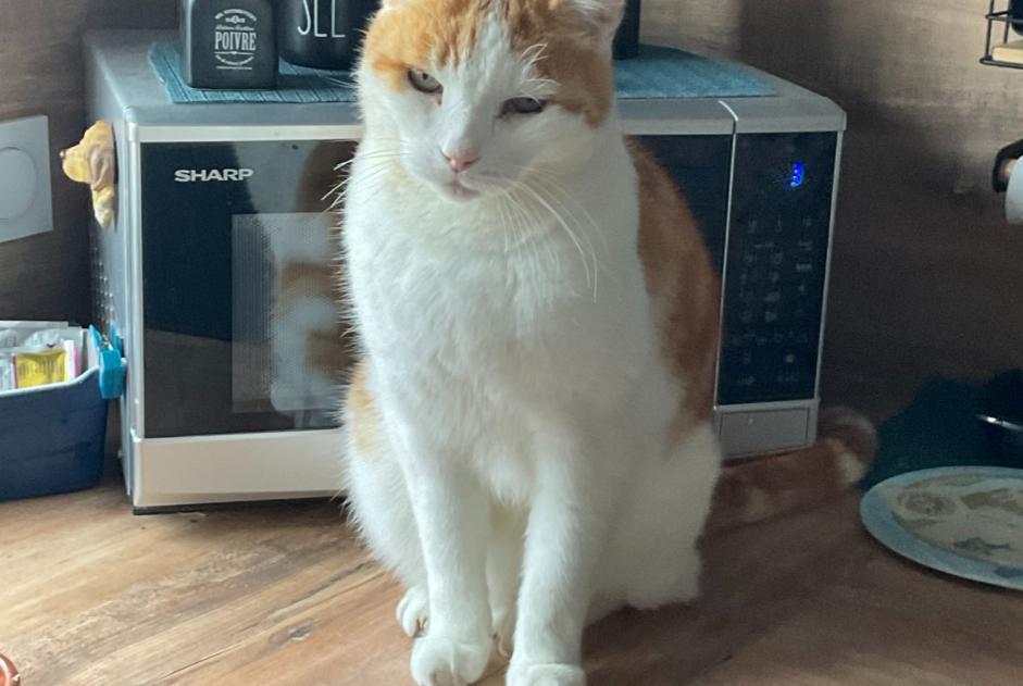 Alerte Disparition Chat  Mâle , 14 ans Noirmoutier-en-l'Île France