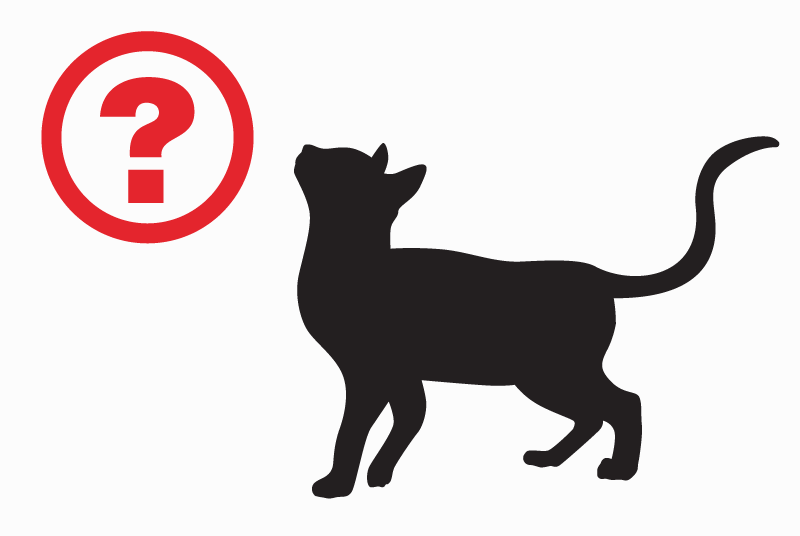 Alerta de Hallazgo Gato Macho Ivry-sur-Seine Francia
