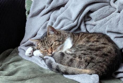 Avviso scomparsa Gatto Femmina , 7 anni Louannec Francia