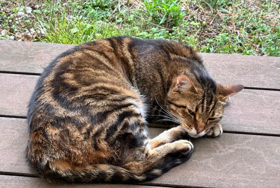 Alerta desaparecimento Gato Macho , 3 anos Saint-Jean-Roure France