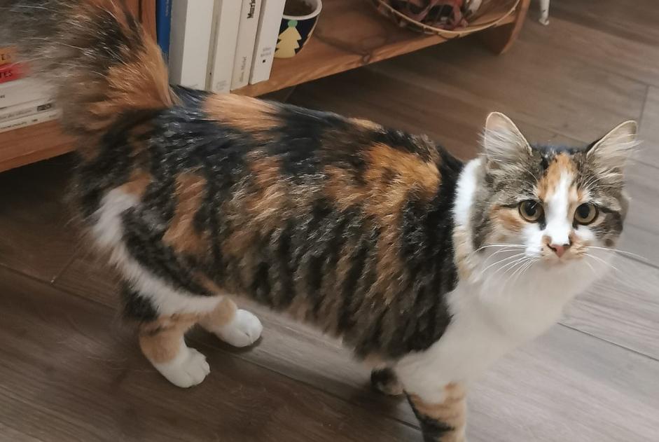 Alerta desaparecimento Gato Fêmea , 1 anos Le Mans France